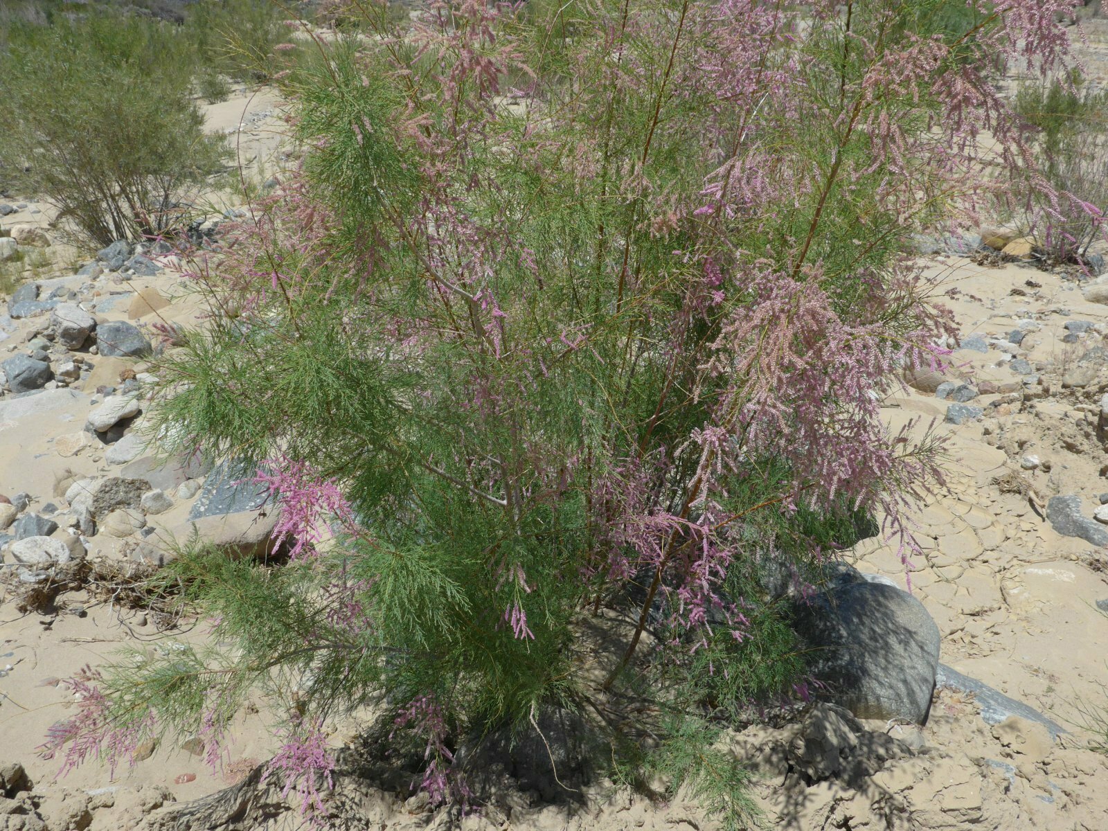 High Resolution Tamarix ramosissima Plant